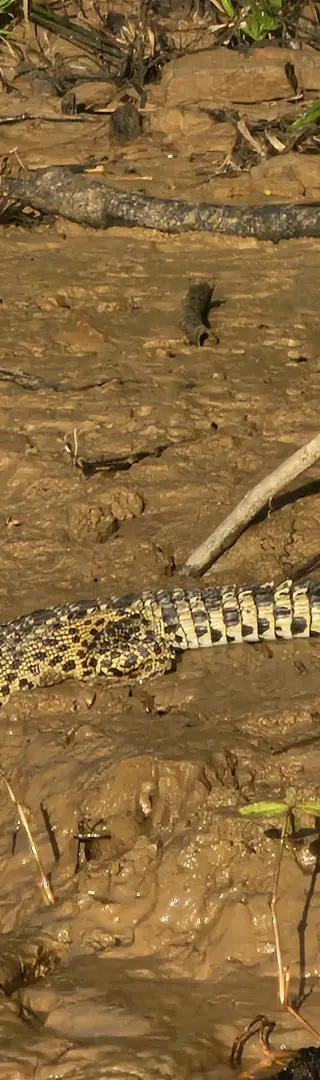 Die Vielfalt der Tiere auf Borneo